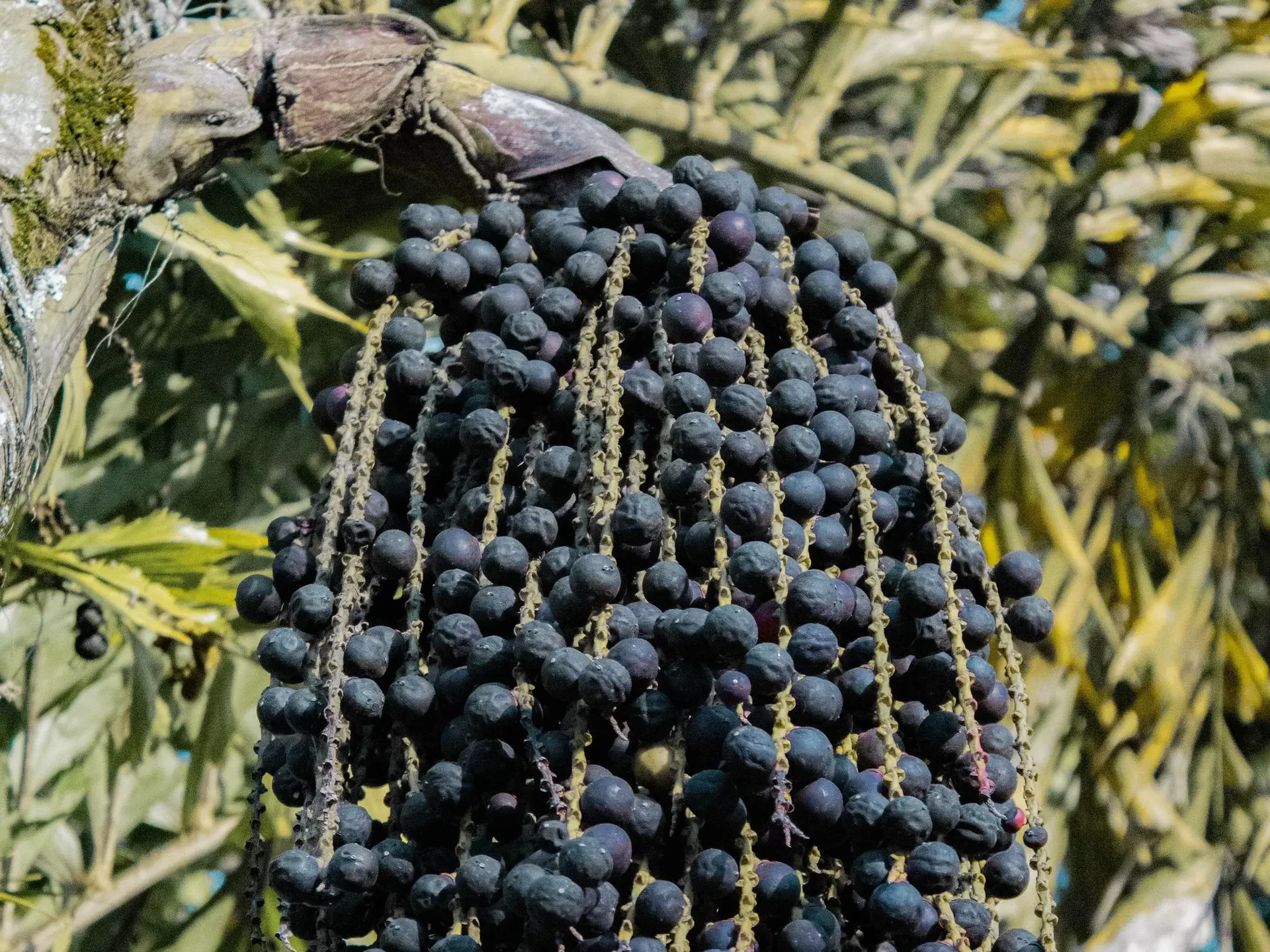 Cacho de açaí na palmeira
