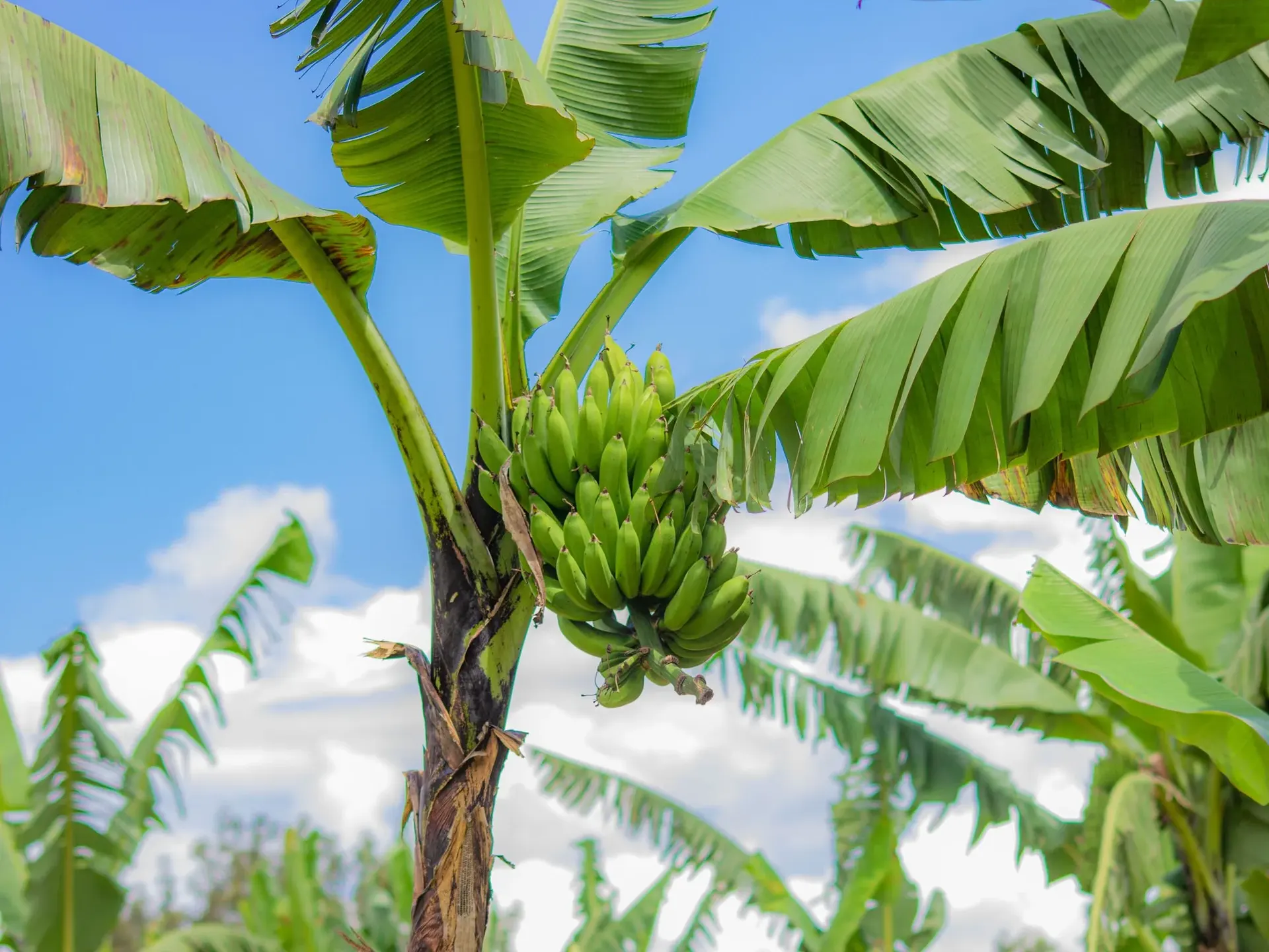 Bananeira com cacho de banana