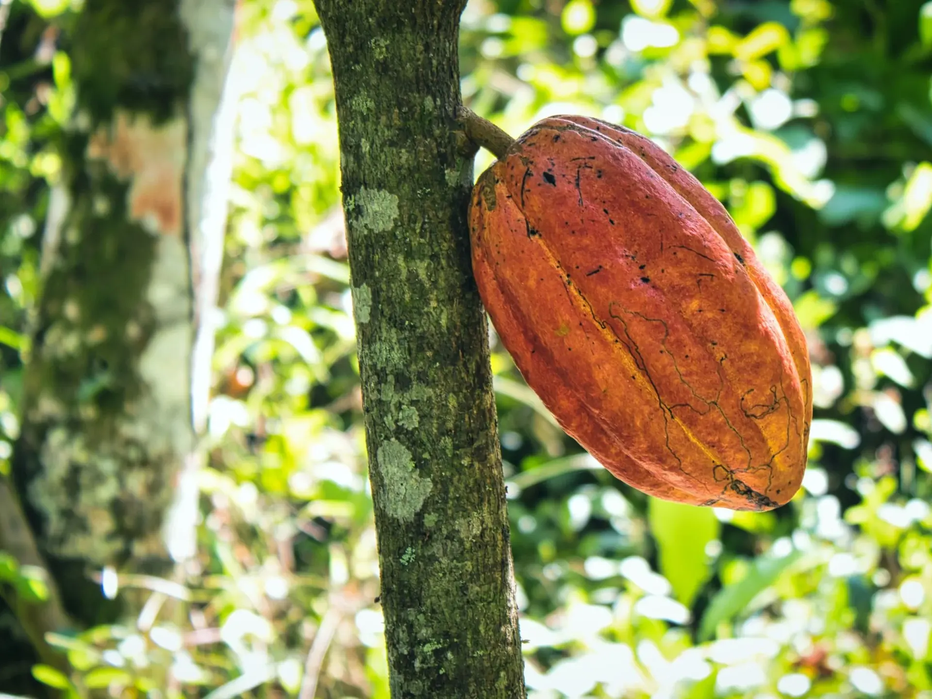 Fruto de cacau no tronco do cacaueiro