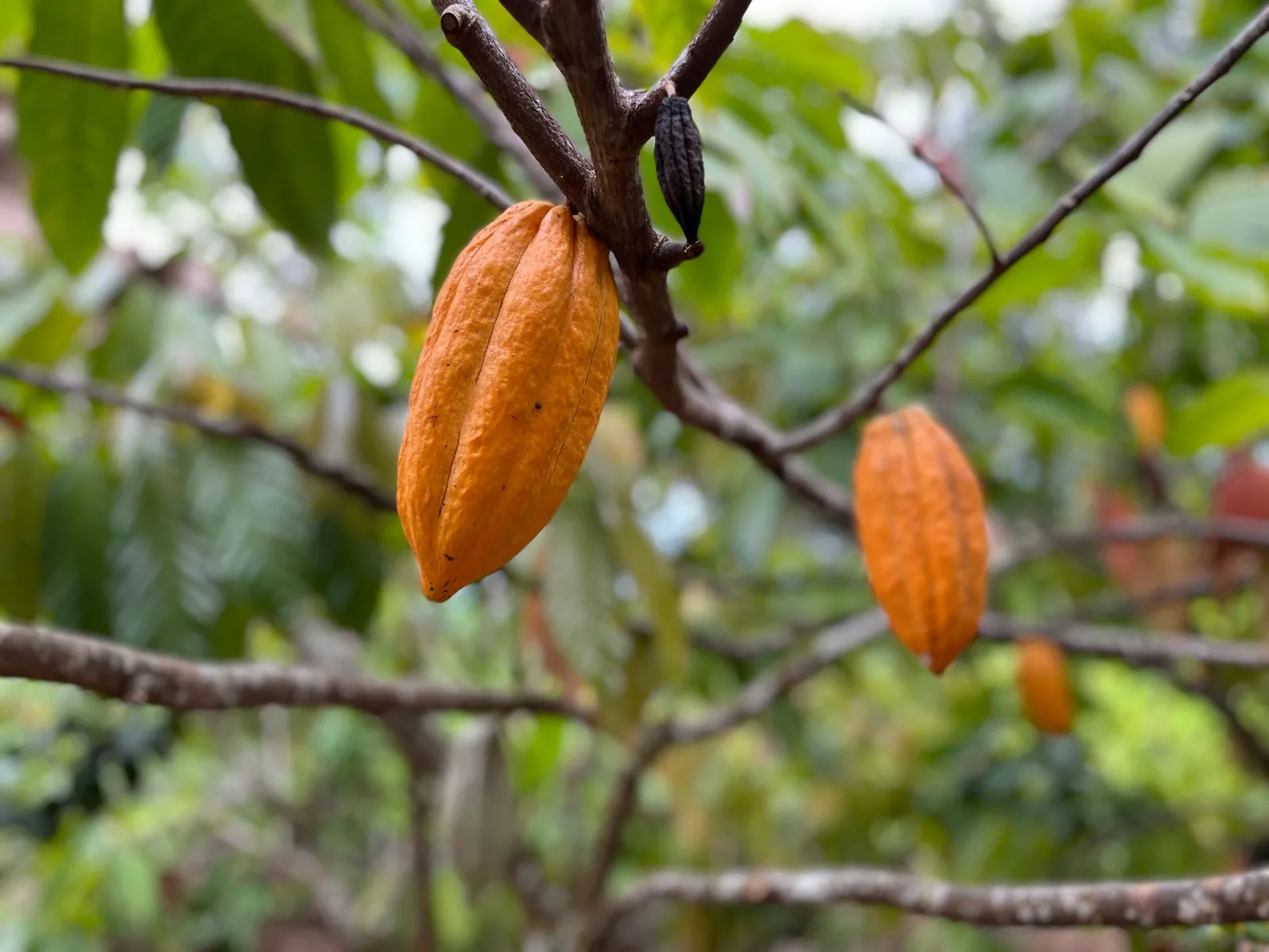 Fruto de cacau (imagem ilustrativa de banco; não identifica a cepa BN 34)