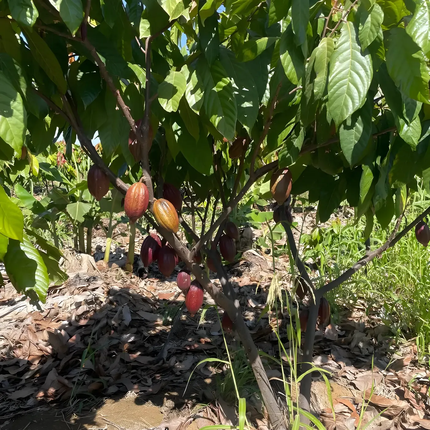 Frutos de cacau no tronco