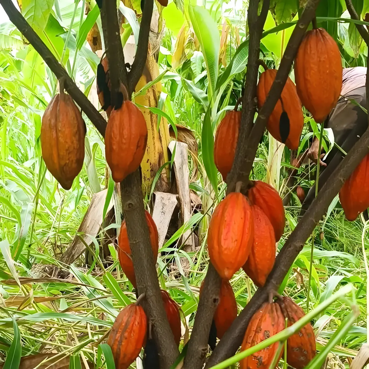 Fileira de cacaueiros com bananeiras ao fundo