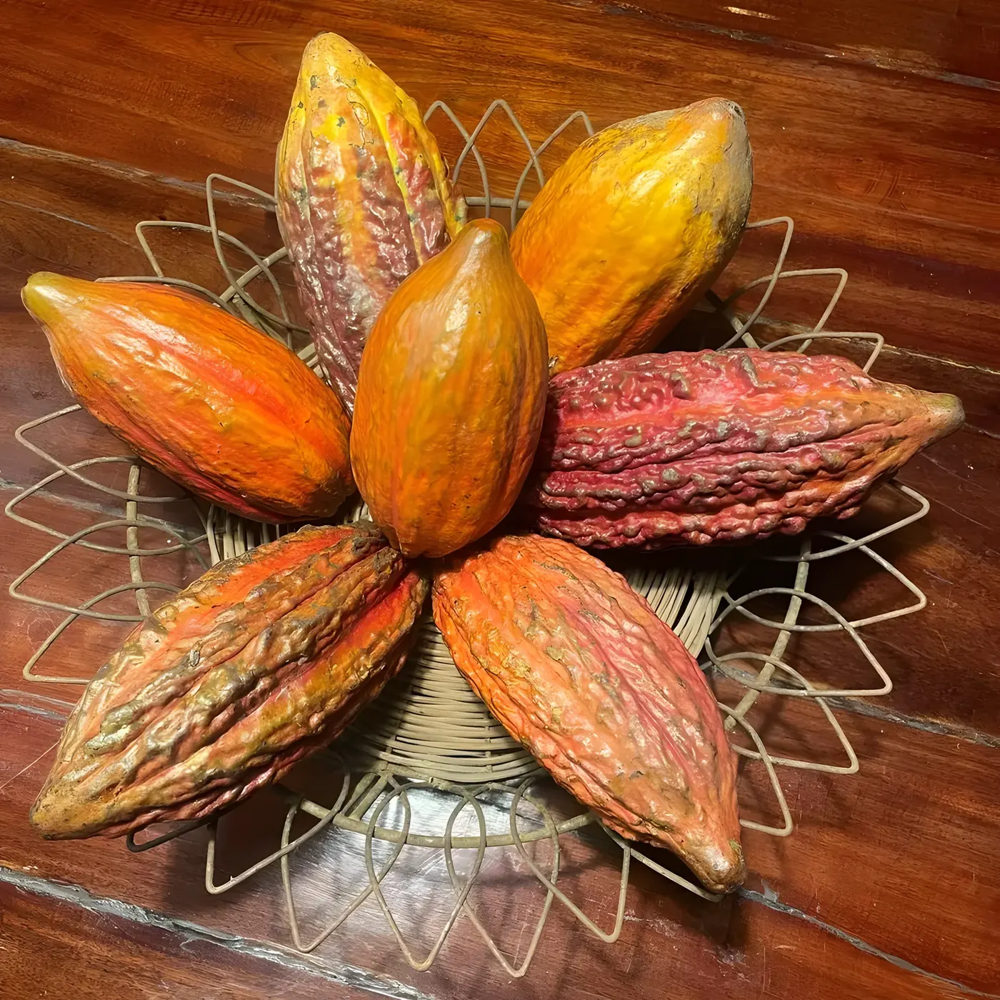 Frutos de cacau em várias cores