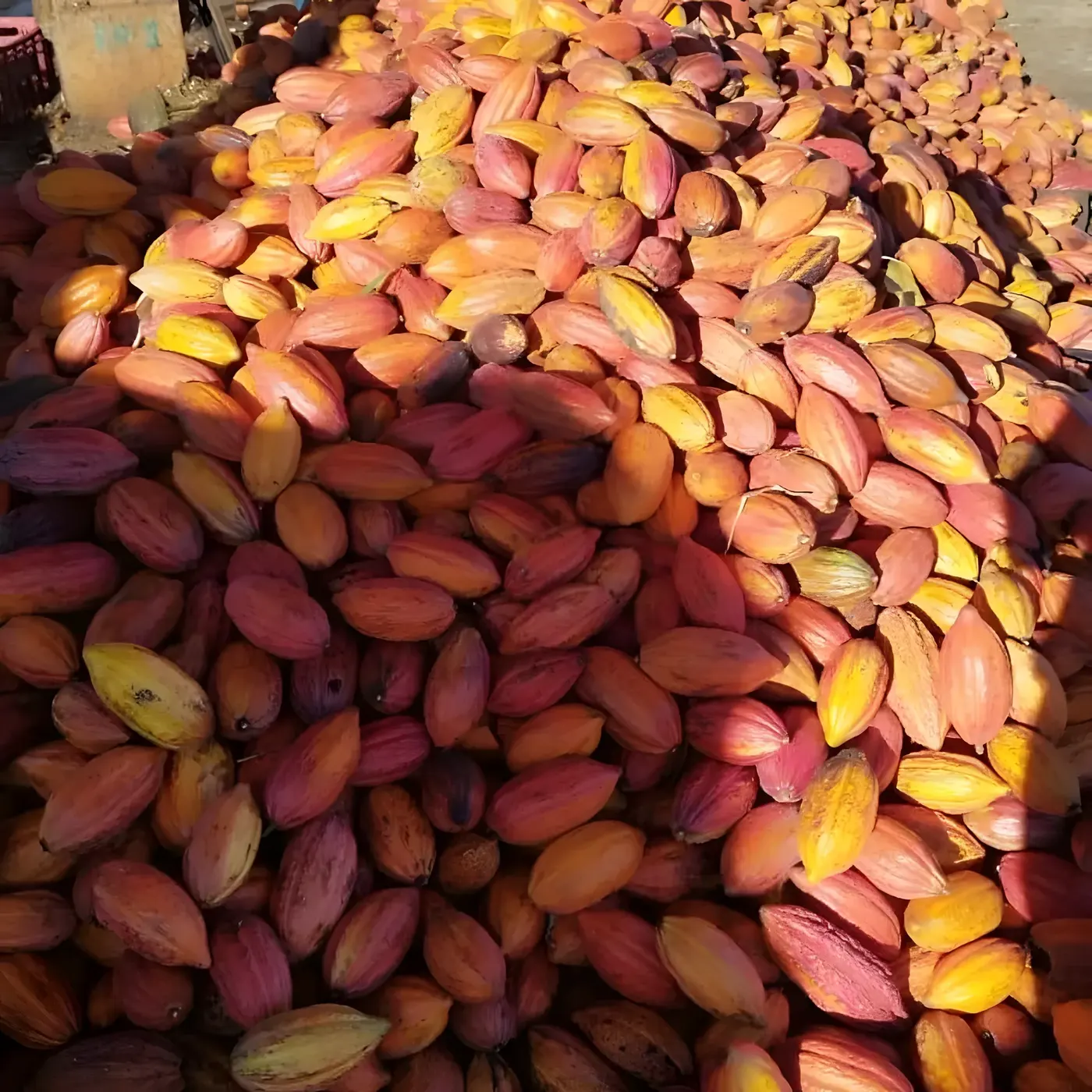 Frutos colhidos na carreta