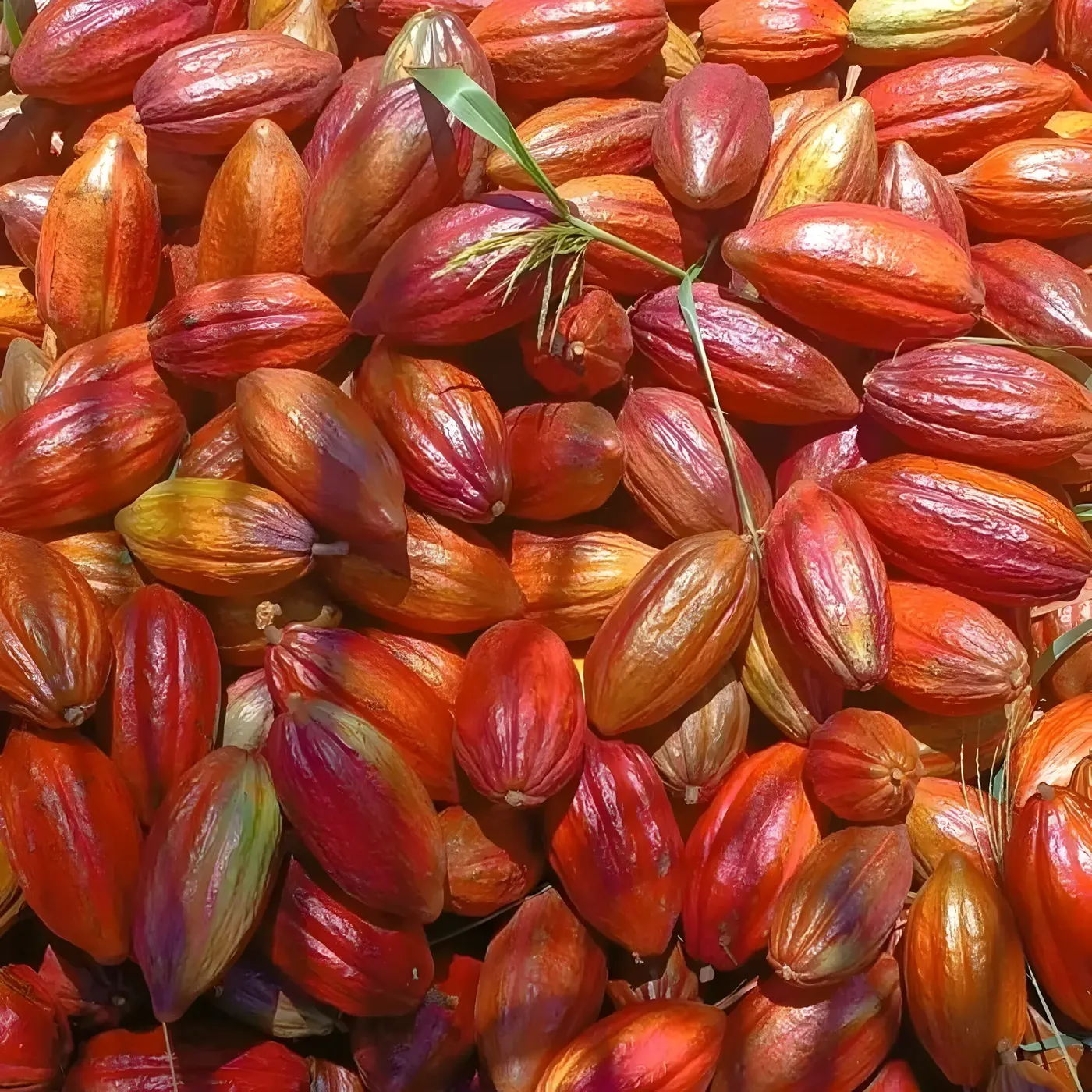 Frutos colhidos empilhados