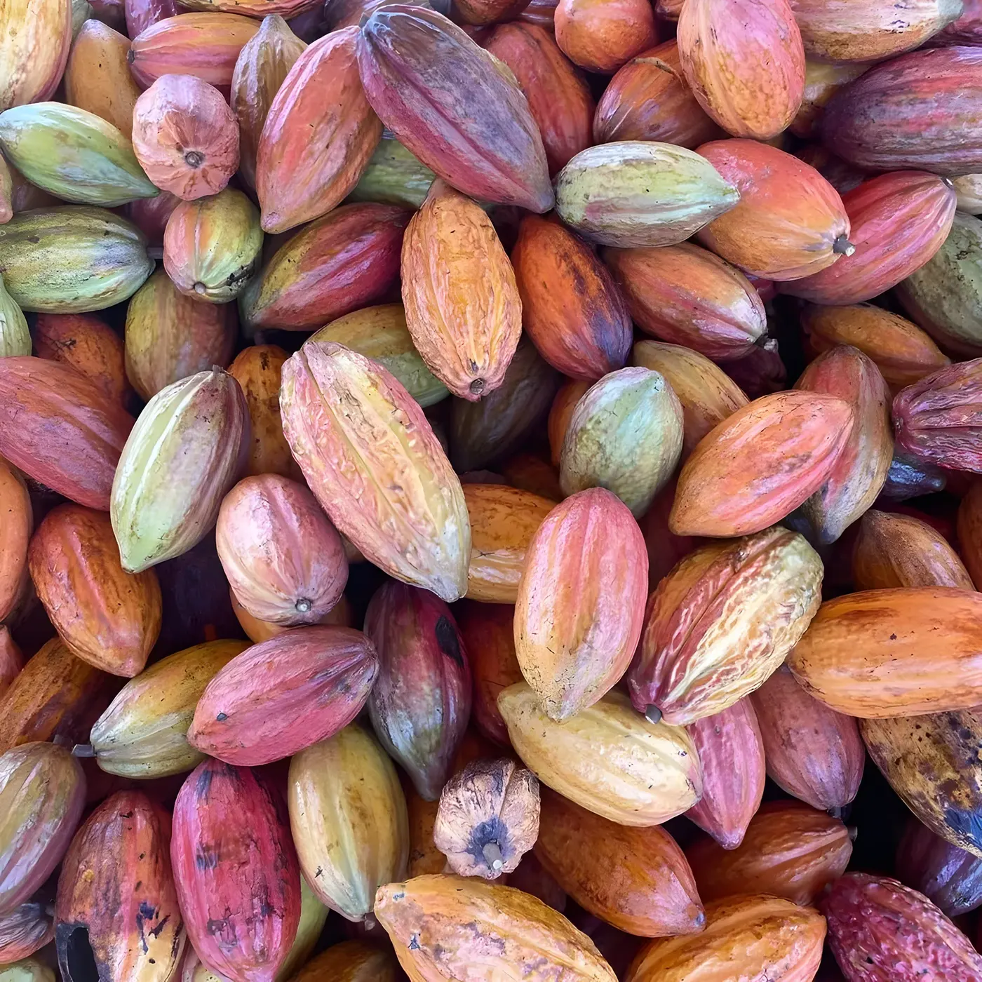 Frutos colhidos vistos de cima