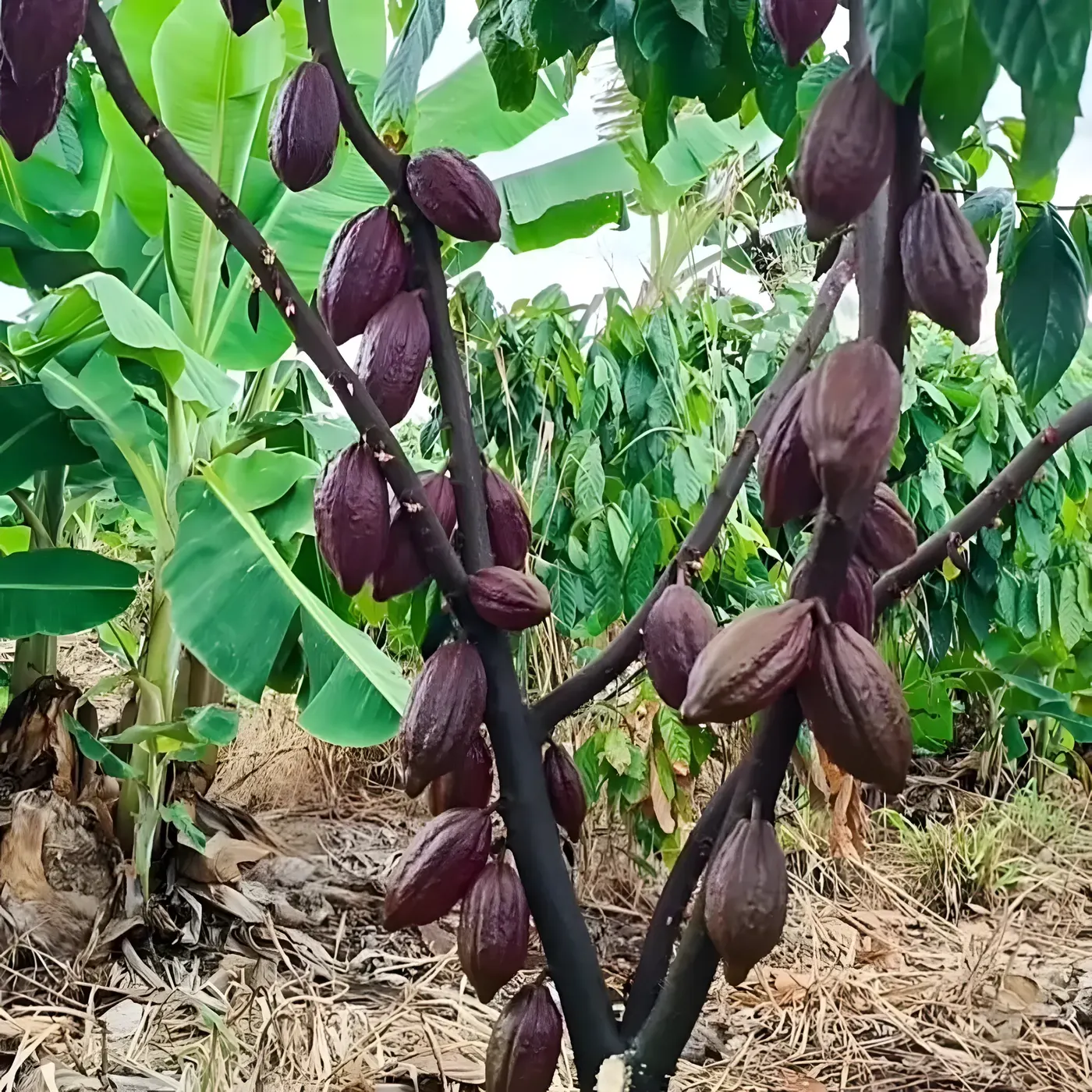 Frutos vinho no pé