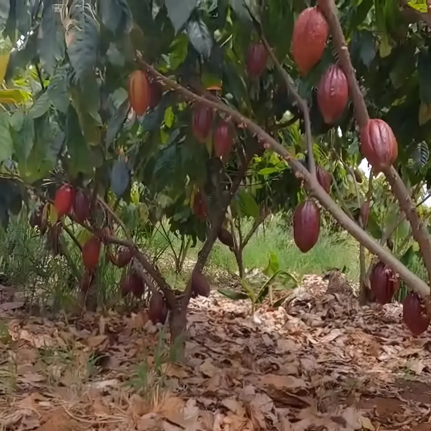 Fileiras de cacau irrigado