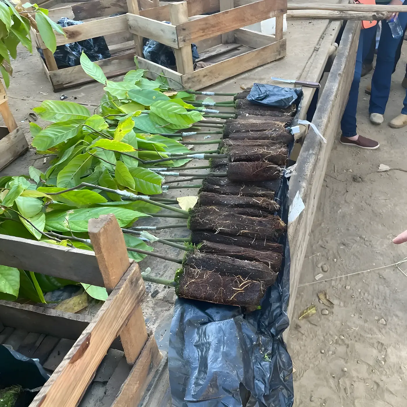 Primeiras mudas de cacau em caixas, prontas para o plantio